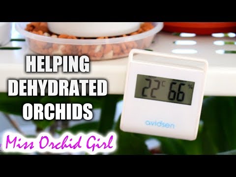Saving dehydrated Orchids - Part 2 | What I do and don't do