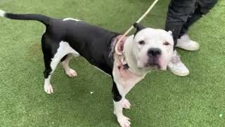 Titan Arum 239295 is a sweet boy in search for someone who can provide him TLC