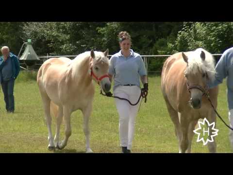 Stuteneintragung Pferdestammbuch SH/HH - Schrittring Edelblut-Haflinger