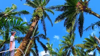 Download lagu Paling jengkel panen kelapa sawit pokok tinggi plepahnya lebar ada pokok sulam mp3 Download lagu Paling jengkel panen kelapa sawit pokok tinggi plepahnya lebar ada pokok sulam mp3