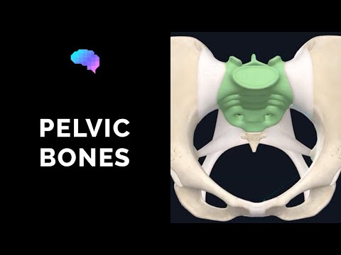 Bones of the Pelvis (3D Anatomy Tutorial) | UKMLA | CPSA | PLAB 2