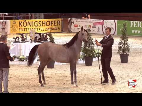 N.12 GAJA WENUS - Wels 2015 - Fillies 1 year old (Class 2B)
