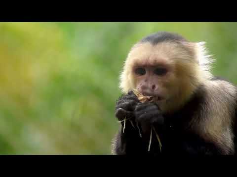 Le Scimmie - Cosa Fanno e Come Vivono🐵