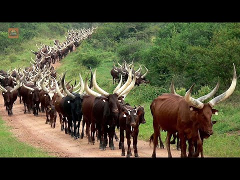 Millions of Longhorn Cattle in America and Africa are Raised This Way | Cattle Farm