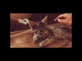 Ohbijou – Raccoons (slowed)