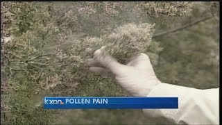 Cedar pollen count in Austin reaches highest level in 3 years