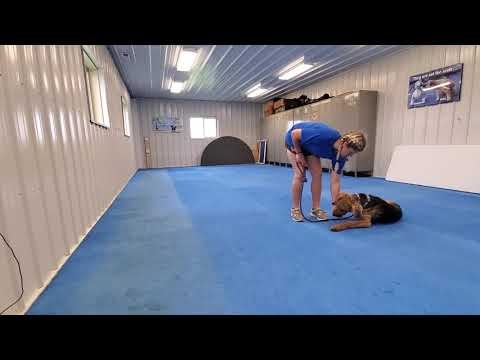 Muzzy "Down" verbal command