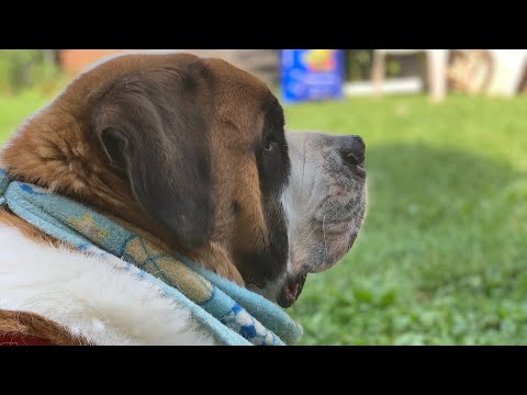 U-pick Blueberries 🫐 (home version)