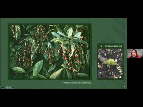 Honoring the Indigenous Roots of the Psychedelic Movement | Chacruna