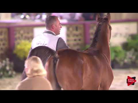N.66 SARI UMM ALUDHAM - 2019 Qatar International show - Yearling Colts (Class 4A)