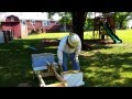 Transferring MCCC bees from NUCs to Hives