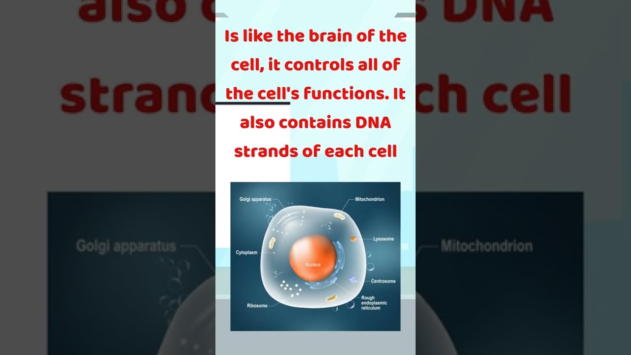 What is the Function of the Nucleus?