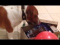 Boris 6th Birthday