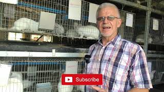 The Benefits and Market Challenges Of Rabbit Farming In South Africa