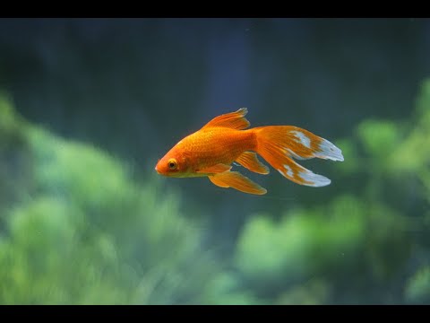 Vajta - Zlatna Ribica (KARAOKE)