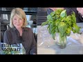 Martha S Tips For Keeping Basil Fresh Homeschool With Martha StayHome WithMe