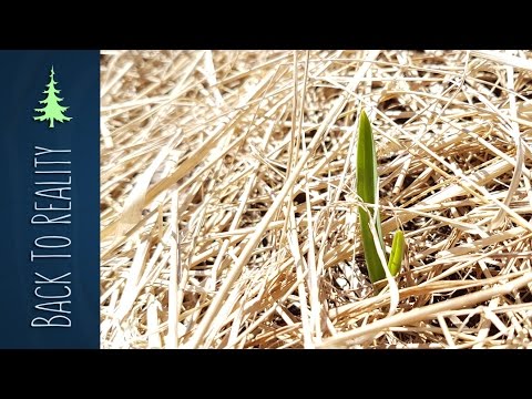 Spring Garden Update: Hugelkultur, Ruth Stout, and Garlic Sprouts!