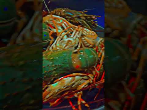 #lobster #salmonfish #song #food #sushi #music #foodie #beats #cat #cheflife #catlover #remix