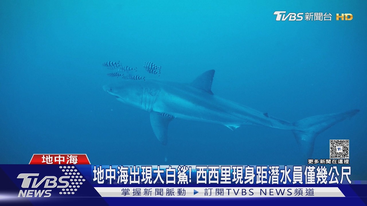 影音/潛水員清漁網巧遇「海中霸主」 地中海首度拍下大白鯊水下身影
