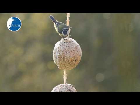 Doppel-Meisenknödel mit Kordel
