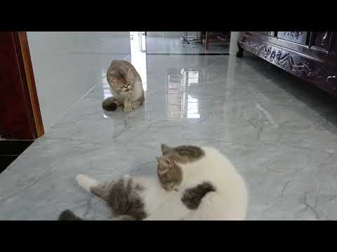 You Laugh You Lose🙂🧩Funniest Dogs and Cats 2025😪🦮