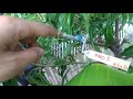 Mango Grafting Diary