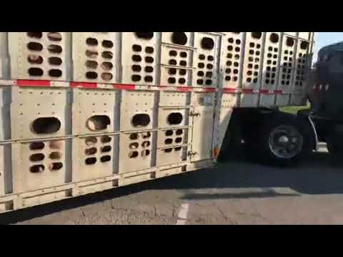 Don't Mess With Livestock Trucker Video