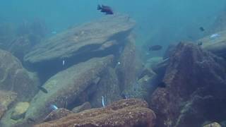 preview picture of video 'Mbuna feeding at Kampango Rock - Nkhata Bay'