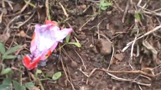 Flâneur: Fragmentos na Paulista hoje