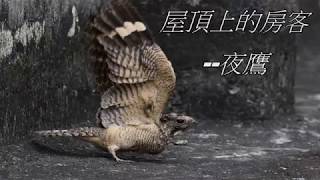 [閒聊] 夜鷹叫個不停