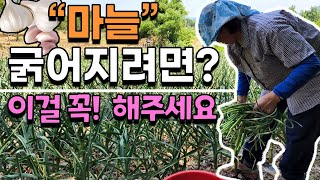 마늘쫑 쉽게 뽑는 2가지방법 이렇게 해보세요 마늘 굵게 키우는법 마늘종