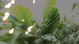 Chuck Johnson – “Sylvanshine”