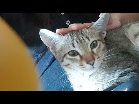 Sherlock.. My Kitten 😺