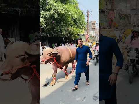 This is called Sultan 🔥….#reaction #shorts #animals #eidmubarak