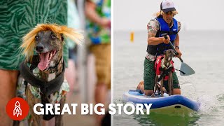The Dogs Turning Dorset Into a Surfing Paradise