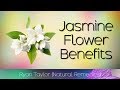 Jasmine Flower: Benefits and Uses