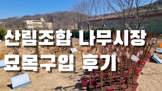 안동시 산림조합 나무시장 묘목 사러 갔는데..