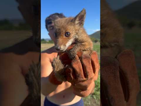 I catch a Fox 🦊 in my trap, I give it a Yogurt 🍼