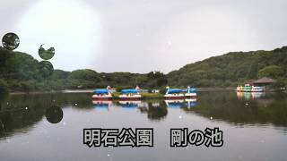 明石公園 剛の池