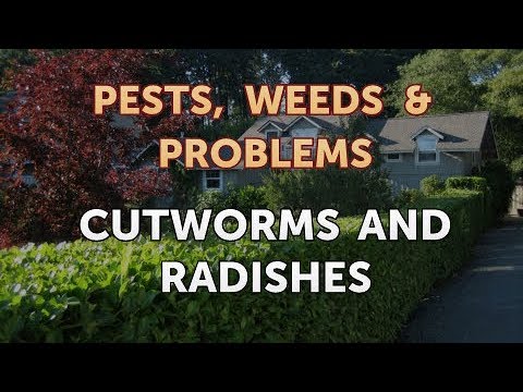 Cutworms And Radishes