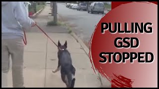 Pulling GSD stopped in seconds Solid K9 Training