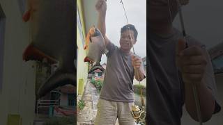 Download lagu PERTANA KALI MANCING DAPAT IKAN BAWAL BABON JUMBO!!! #mancing #mancingmania #bawal #ikan #shorts mp3 Download lagu PERTANA KALI MANCING DAPAT IKAN BAWAL BABON JUMBO!!! #mancing #mancingmania #bawal #ikan #shorts mp3