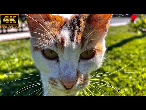 Cats enjoying the sunny weather / Cute cats / 4K mini documentary / 4K HDR