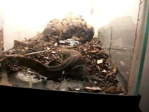 Nile Monitor Trembling Pt. 2