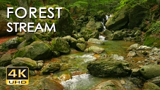 4K Forest Stream - Relaxing River Sounds - No Birds - Ultra HD Nature Video -  Relax/ Sleep/ Study