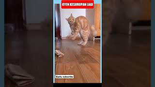 Download lagu kucing kesurupan #shorts #meme #meme30detik #tiktok mp3