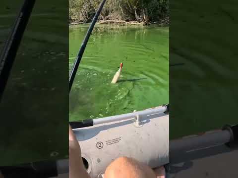A Swampy Topwater Strike! #fishing #pikes #topwater