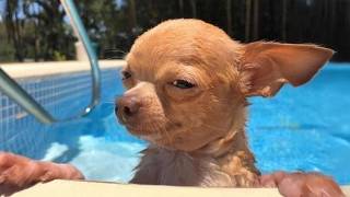 You Can’t Stop Laughing At These Dogs 😹 Funniest Dog Videos of All Time!