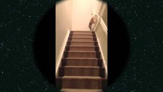 Greyhound learns to do stairs