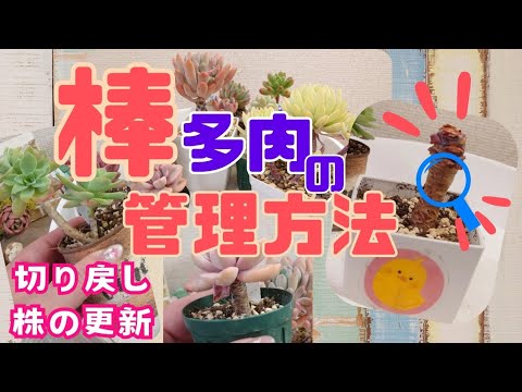 専門的に柳を切る方法 植物